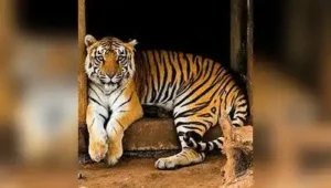 Tigress Dashami due to geriatric health issues: The wider industry impact