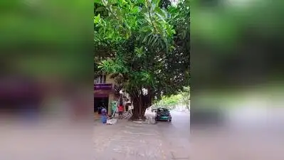 Bengaluru's HRBR Layout residents protest midnight felling of banyan — 'Every tree matters'