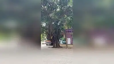 Bengaluru's HRBR Layout residents protest midnight felling of banyan — 'Every tree matters'