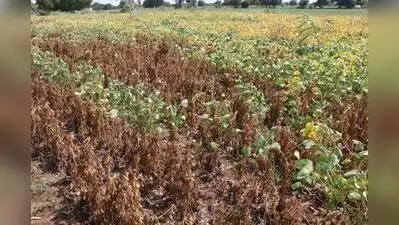 Deputy Chief Minister Sunetra Pawar on her drought-review tour of Marathwada