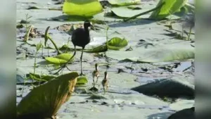 Sudip Ghosh, one of the earliest birders at Rabindra Sarobar: The wider industry impact
