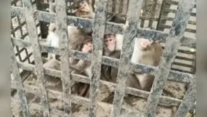 Forest department officials at Patan forest range in Satara district have caught 75 monkeys