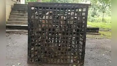 Forest department officials at Patan forest range in Satara district have caught 75 monkeys