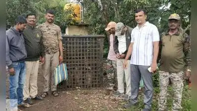Forest department officials at Patan forest range in Satara district have caught 75 monkeys