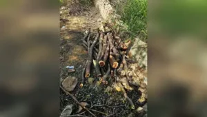 Thane: A 24-year-old woman was injured after a tree fell on her house along with three other