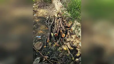 Thane: A 24-year-old woman was injured after a tree fell on her house along with three other
