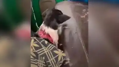 A five-month-old puppy sustained injuries on its neck after a local resident shot and injured