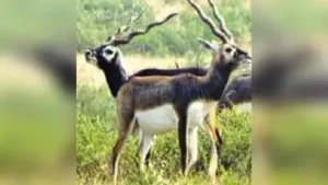 Kanpur: Two blackbucks, a male and a female, have died at Kanpur Zoo: The wider industry impact