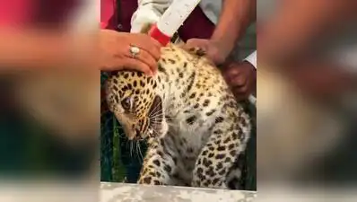 Forest dept rescues 5-month-old leopard in two-hour operation at Satara village