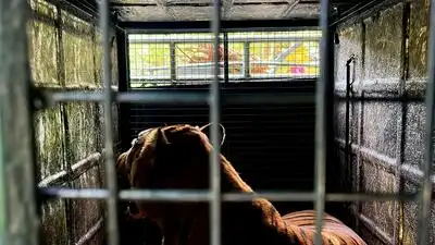 Chennai: A 12-year-old male tiger that was caught on Friday morning for the suspected killing