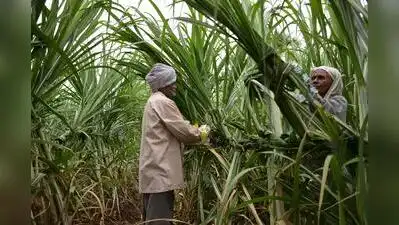 Across the state, 204 sugar mills are ready to begin crushing: The wider industry impact