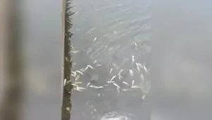 Dead fish found in Indrayani river near Alandi: The wider industry impact
