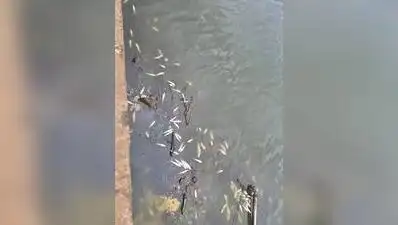 Dead fish found in Indrayani river near Alandi: The wider industry impact