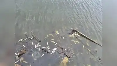 Dead fish found in Indrayani river near Alandi: The wider industry impact