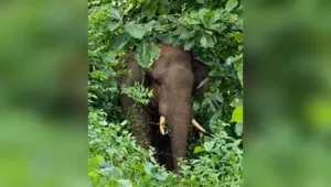 Idukki : A migrant worker from Madhya Pradesh was trampled to death by a wild elephant near