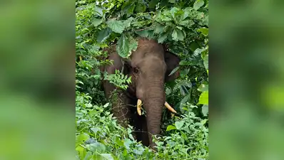 Idukki : A migrant worker from Madhya Pradesh was trampled to death by a wild elephant near