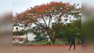 An official of NHAI told TOI that 278 trees under the project will be translocated