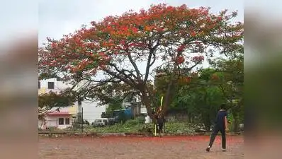 An official of NHAI told TOI that 278 trees under the project will be translocated