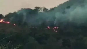 Govt to restructure forest force, curb forest fires