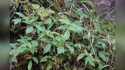 Chennai: Researchers from Tamil Nadu have discovered a new plant: The wider industry impact