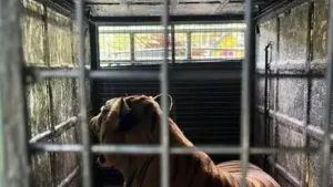 Chennai: A male tiger trapped in Gudalur in the Nilgiris safely reached the Vandalur zoo early
