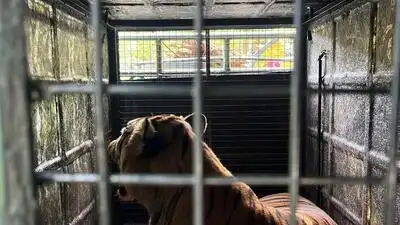 Chennai: A male tiger trapped in Gudalur in the Nilgiris safely reached the Vandalur zoo early