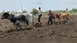 71% August rain deficiency gives sleepless night to Marathwada: The wider industry impact