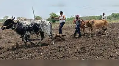 71% August rain deficiency gives sleepless night to Marathwada: The wider industry impact