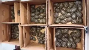 The bag had six cloth covers containing 180 tortoises