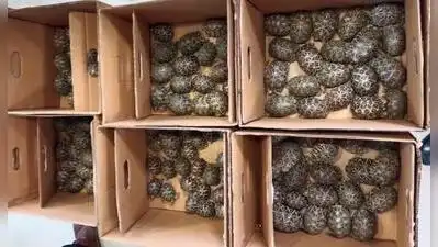The bag had six cloth covers containing 180 tortoises