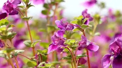 The much-awaited flower festival at Kas Plateau, a Unesco world: The wider industry impact