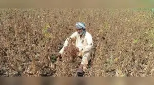 A distressed farmer from Mukhed taluka of Nanded staring at his wilted soybean crop