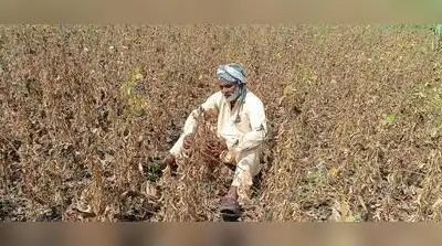 A distressed farmer from Mukhed taluka of Nanded staring at his wilted soybean crop