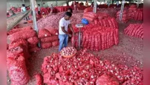 Nashik: The average wholesale onion price at Lasalgaon, Asia’s: The wider industry impact