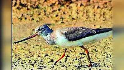 Nearly forty years ago, researchers from the Bombay Natural History: The wider industry impact