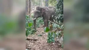 Hassan : The death of a pregnant elephant after coming into contact with a live wire in Belur