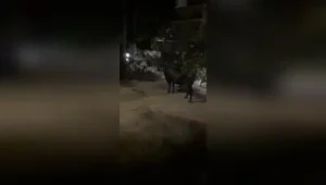 They said cattle are often brought by their owners to the outskirts of the colony for grazing