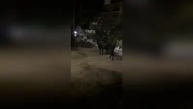 They said cattle are often brought by their owners to the outskirts of the colony for grazing