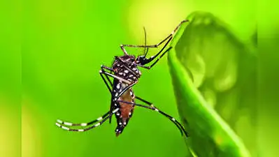 While dengue cases have been infrequent this season, the city: The wider industry impact