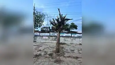 Birds rescued after nine trees were cut down in Dhokla, Ahmedabad
