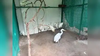 Birds rescued after nine trees were cut down in Dhokla, Ahmedabad