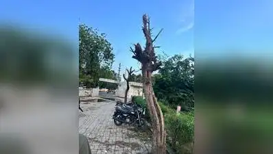 Birds rescued after nine trees were cut down in Dhokla, Ahmedabad