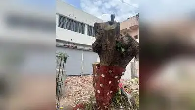 As a result, AMC carried out heavy trimming on the tree to the point that it cannot grow back
