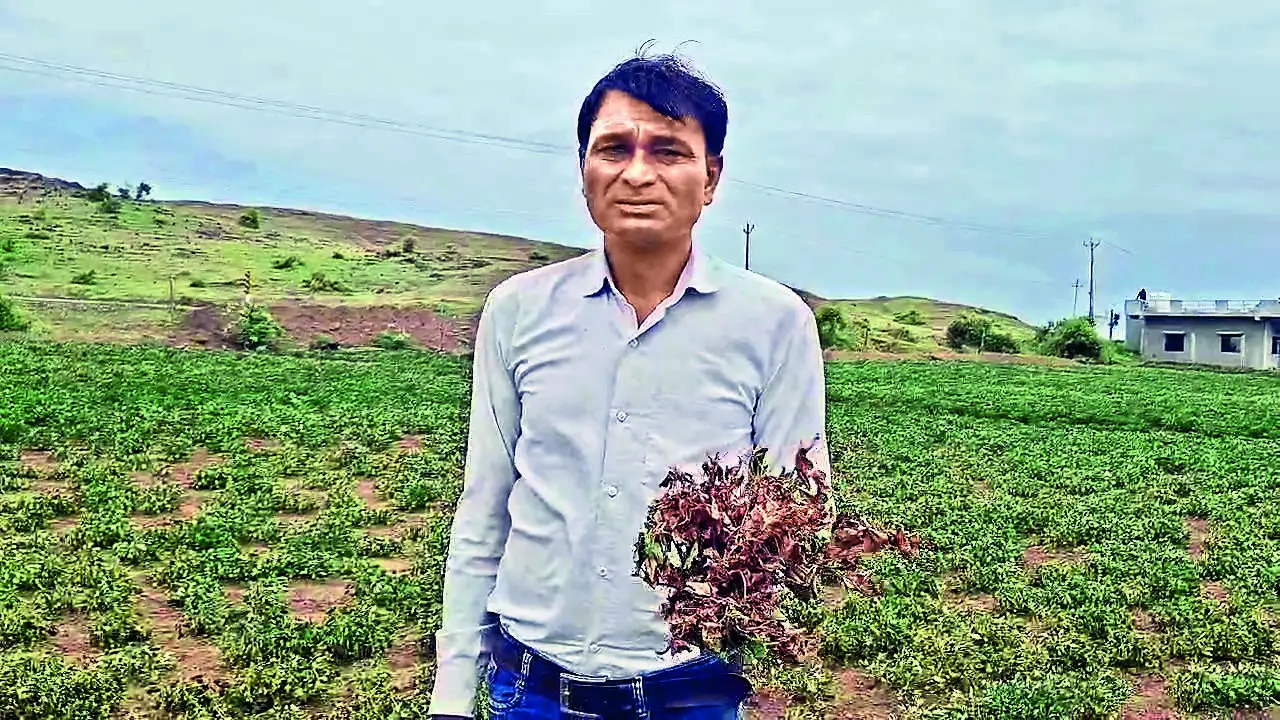 Gujarat received 516.9mm against the normal of 643.7mm between June: The wider industry impact