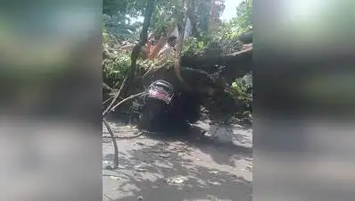 A 28-year-old youth died in a tree-fall incident reported on the Kankavli-Devgad road stretch