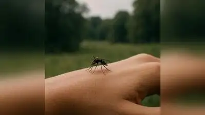 Mumbai: Mumbai has recorded two malaria deaths this monsoon , with cases rising to 9,298 so far
