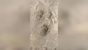 Leopard pugmarks in Moti Devti village