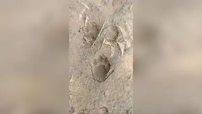Leopard pugmarks in Moti Devti village