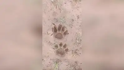 Leopard pugmarks in Moti Devti village