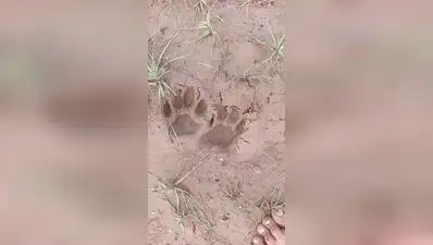 Leopard pugmarks in Moti Devti village